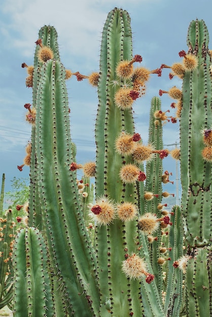 Cactusboomgaard die op een bewolkte dag rijke pitaya-ballen met doornen op organen geeft