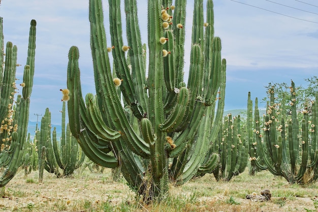 Cactusboomgaard die op een bewolkte dag rijke pitaya-ballen met doornen op organen geeft