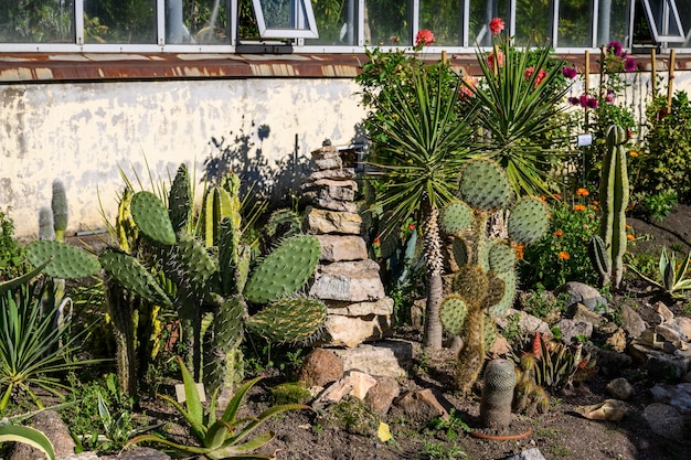 Cactuscollectie botanisch park in de vroege herfst Sunny Autumn Day