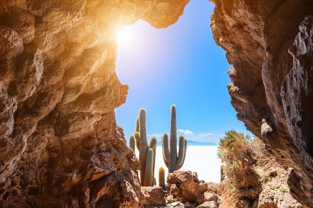 Cactuses in the cave on Incahuasi island, Salar de Uyuni salt flat, Altiplano, Bolivia.