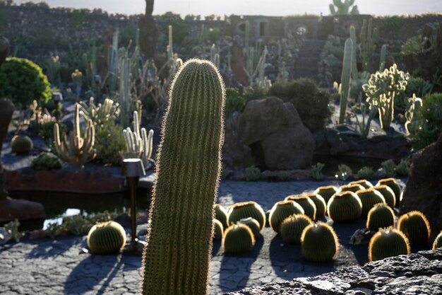 写真 公園で育つカクタス