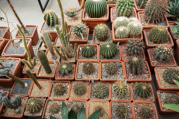 Cactuses in pots grow in a closed greenhouse.