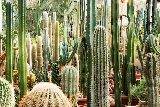 Cactuses of various types in pots in a closed greenhouse.