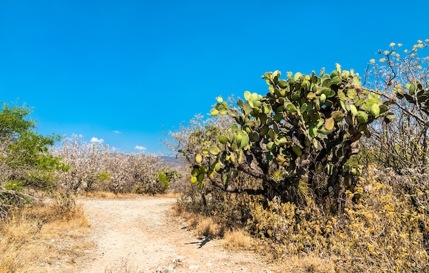 Cactuses at the Yagul archaeological site in the Oaxaca State of Mexico