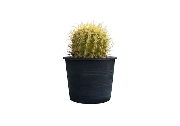 Cactusmatrijs op witte achtergrond wordt gesneden die