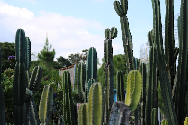 Cactusplant in de tuin