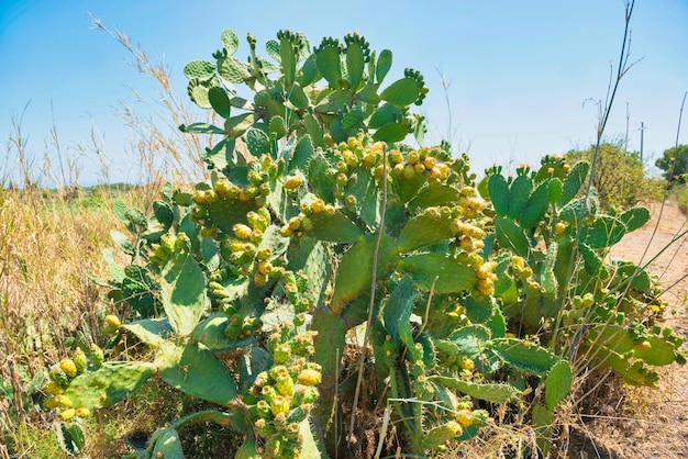 Cactusplant met fruit