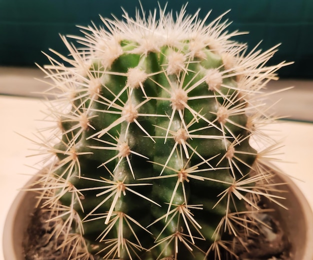 Cactusplant natuurlijke achtergrond cactus foto van dichtbij