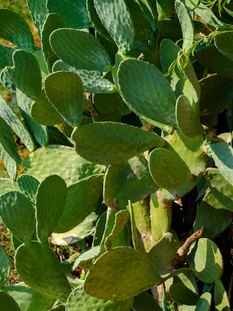 Cactusplant op een zonnige dag