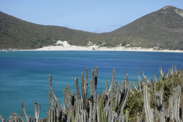 cactusplanten met uitzicht op een prachtig zeegezicht omringd door bergen