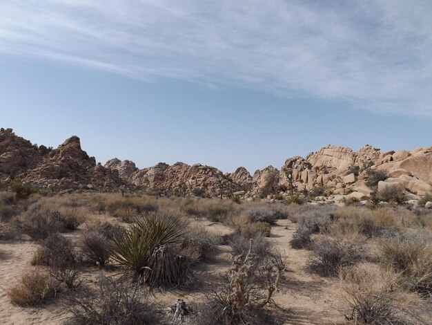 Foto cactusplanten tegen de lucht