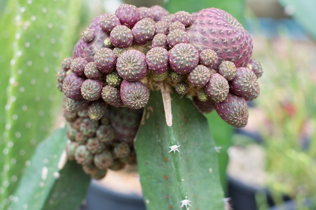 Cactuspropagatie door transplantatie op boomtop