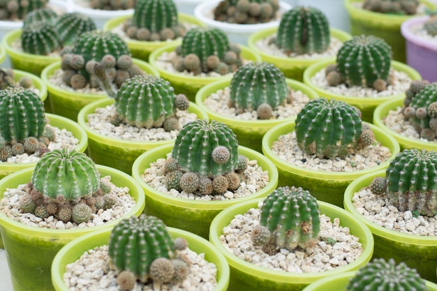 Cactuspropagatie in potten