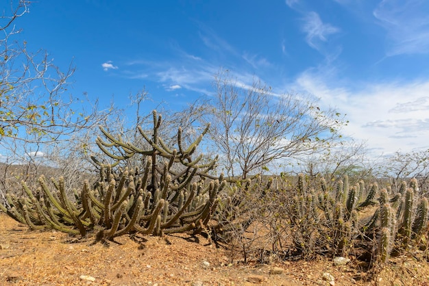 Foto cactusrotsen en typische vegetatie van het braziliaanse caatinga-biome in de staat paraiba, brazilië