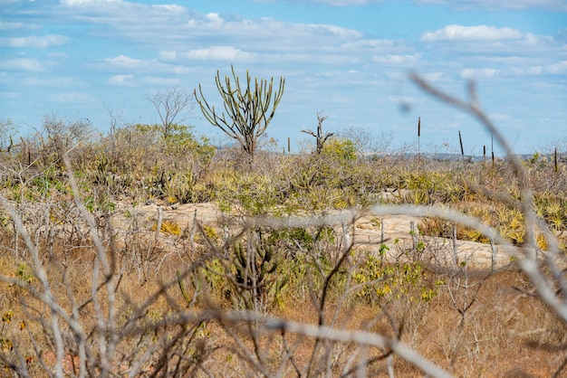 Foto cactusrotsen en typische vegetatie van het braziliaanse caatinga-biome in de staat paraiba, brazilië