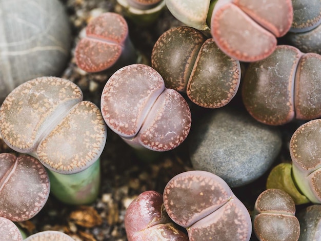 cactussen bovenaanzicht close-up