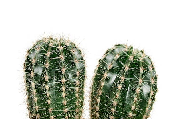 Cactussen close-up geïsoleerd