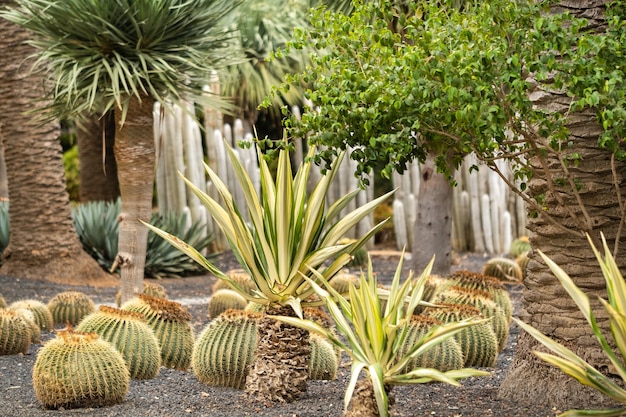 Cactussen en palmbomen op het eiland Tenerife.Canarische Eilanden, Spanje