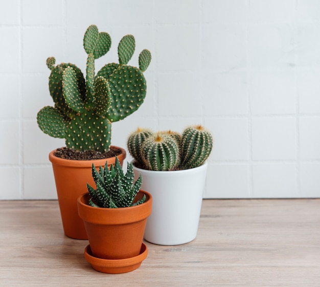 Cactussen en vetplant in potten op tafel, kamerplanten