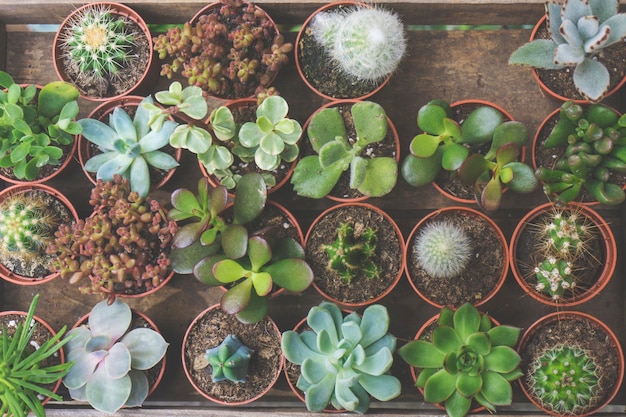 Cactussen en vetplanten bovenaanzicht