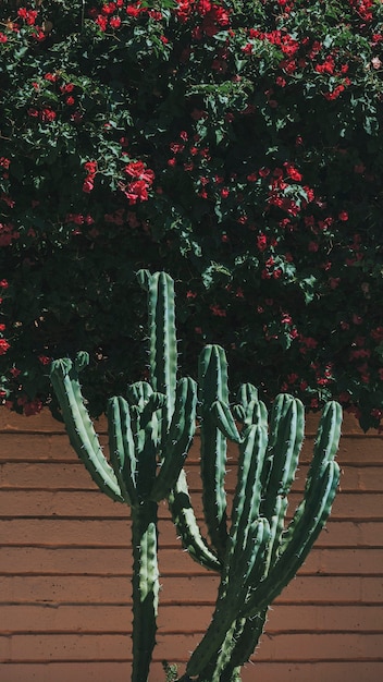 Cactussen groeien door een bakstenen muur mobiel schermbehang