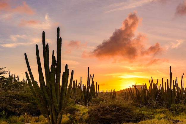 Foto cactussen groeien op het veld tegen de hemel bij zonsondergang