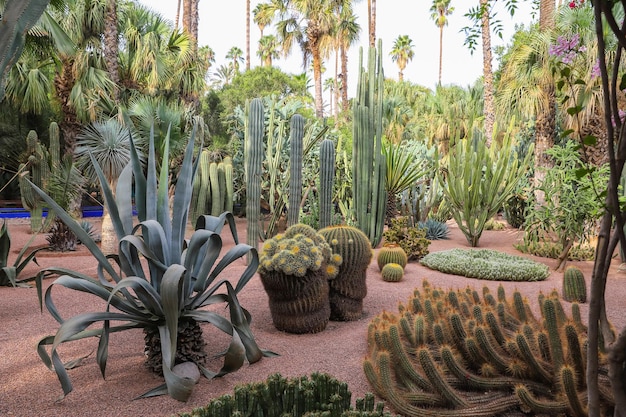 Cactussen in de Majorelletuin in Marrakech, Marokko