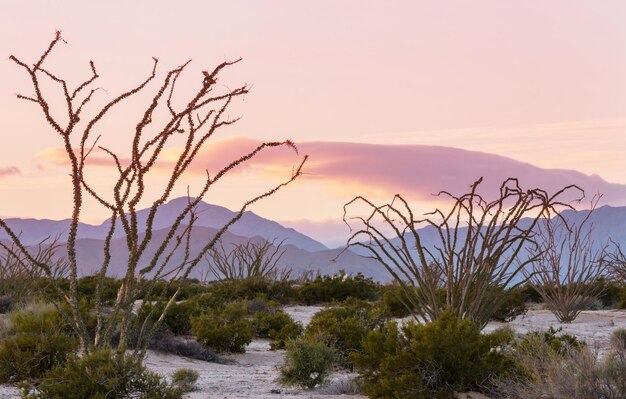 Foto cactussen in mexico