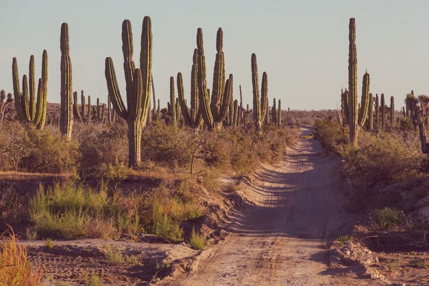 Cactussen in mexico