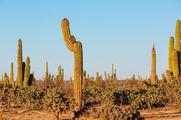 Cactussen in Mexico