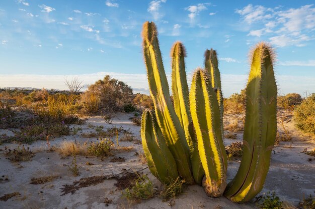 Foto cactussen in mexico