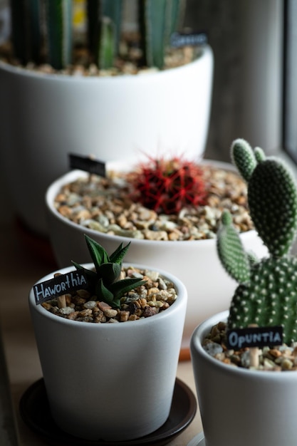 Cactussen in potten