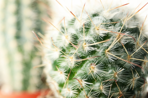 Cactussen, macro. kamerplant