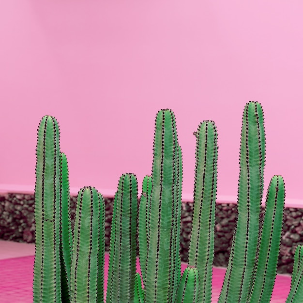 Cactussen op roze muur. Planten op roze mode concept. Canarisch eiland