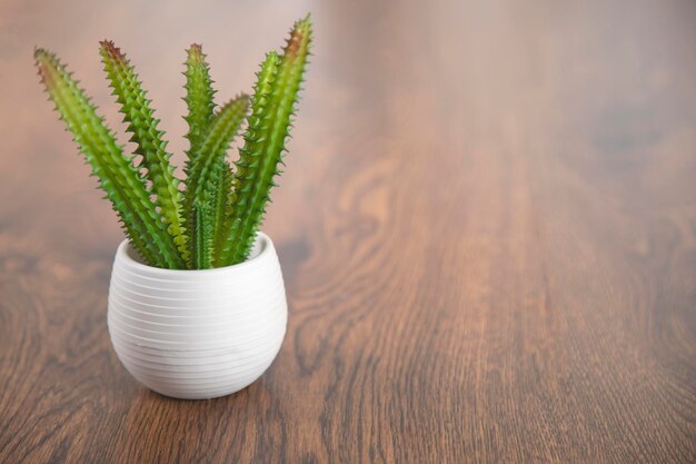 Cactussen op tafel