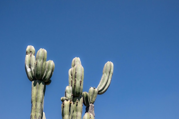 Cactussen tegen blauwe hemel in Saguaro National Park Arizona