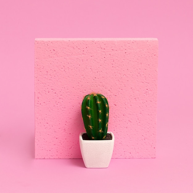 Cactussen voor in huis. planten op roze concept