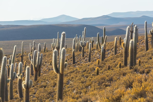 Foto cactussen