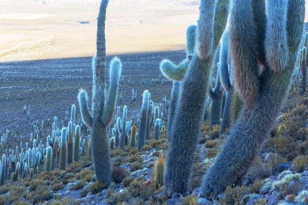 Foto cactussen