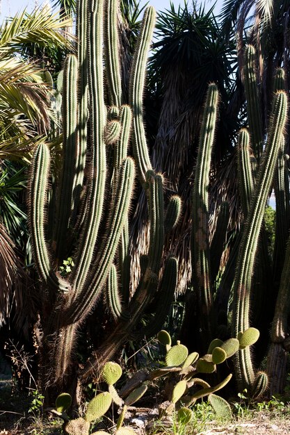 Cactusstruiken verlicht door de zon