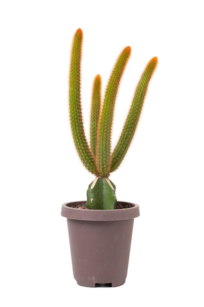 Foto cactustransplantatie in een zwarte pot geïsoleerd op een witte achtergrond