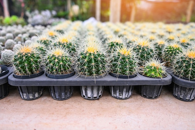 Cactustuin cactuspot versieren in de tuin prachtige cactuskwekerij in kas