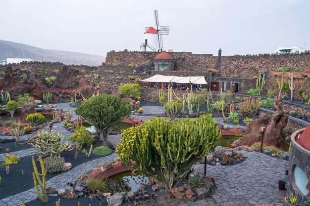 Cactustuin Lanzarote Canarische eilanden Spanje