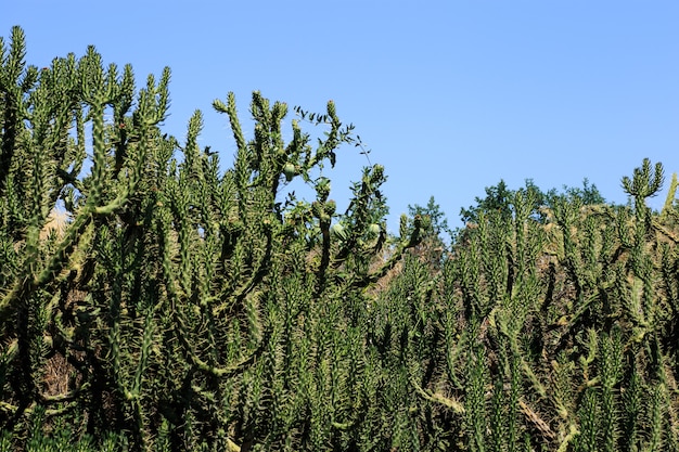 Cactustuin natuurlijke hebben.