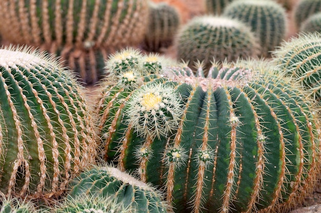 Cactustuin op zandgrond.