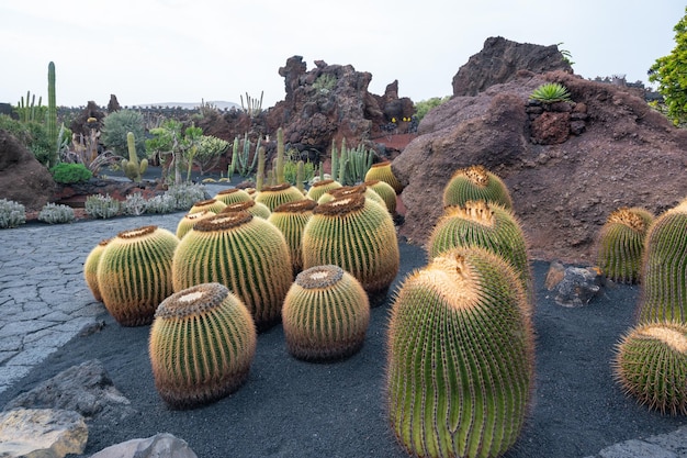 Cactustuin ronde cactussen zonder grindachtergrond