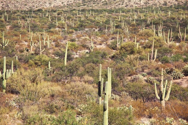 Cactusvelden in Mexico, Baja California