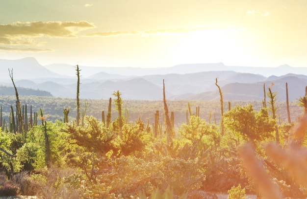 Cactusvelden in Mexico, Baja California