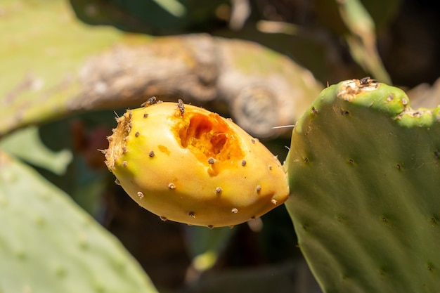 Cactusvijgcactus close-up met fruit in rode kleur