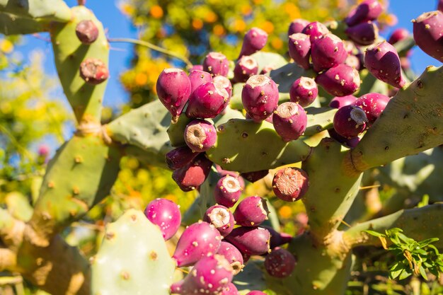 Cactusvijgcactus met fruit. Cactusvijg met cactusvruchten buiten close-up